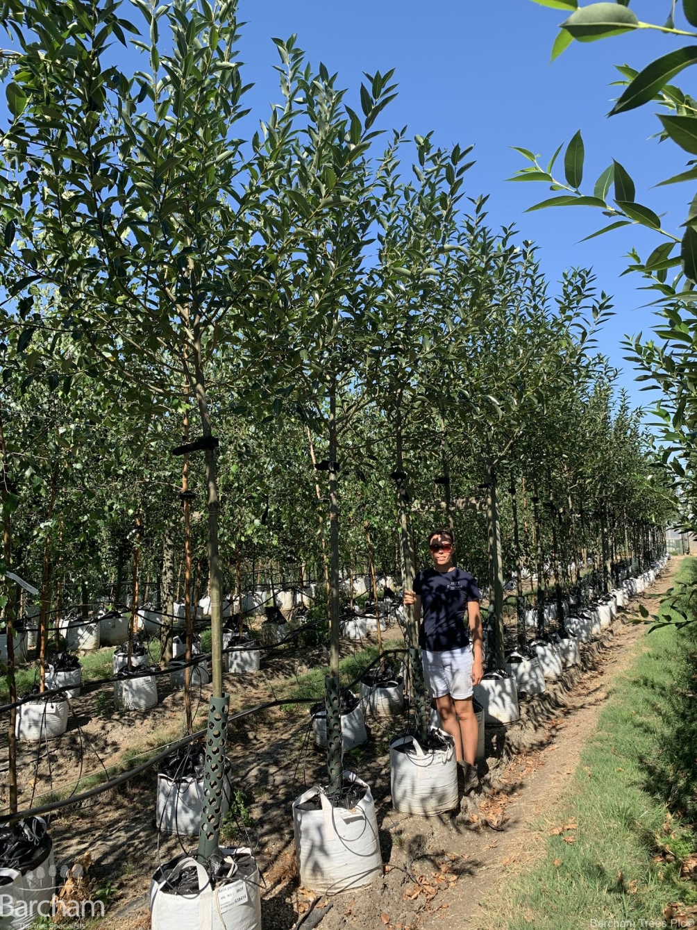 Salix pentandra