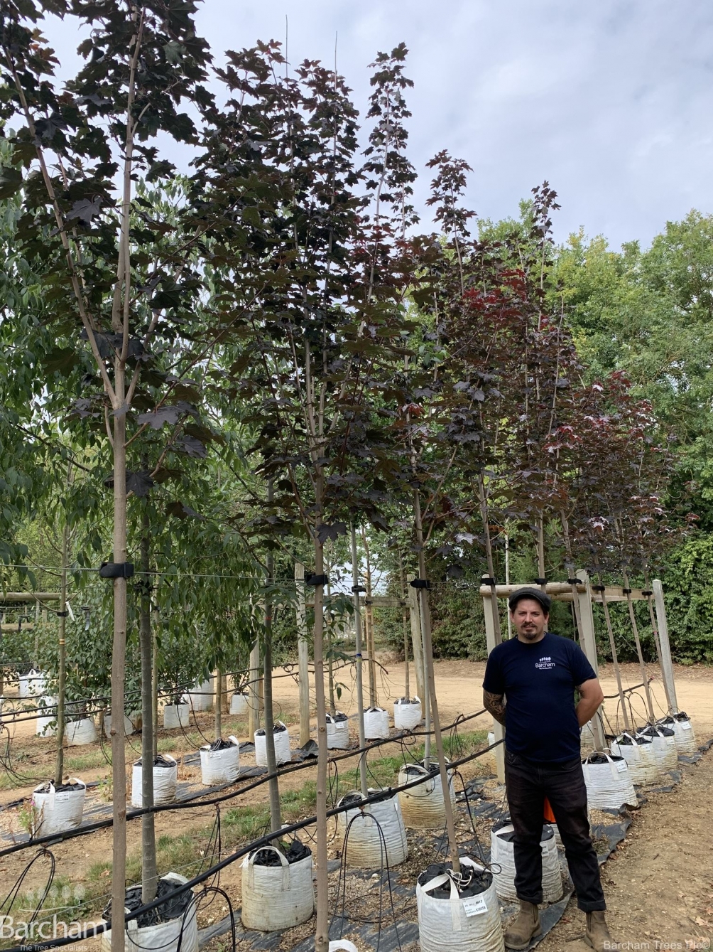 Acer platanoides Crimson King