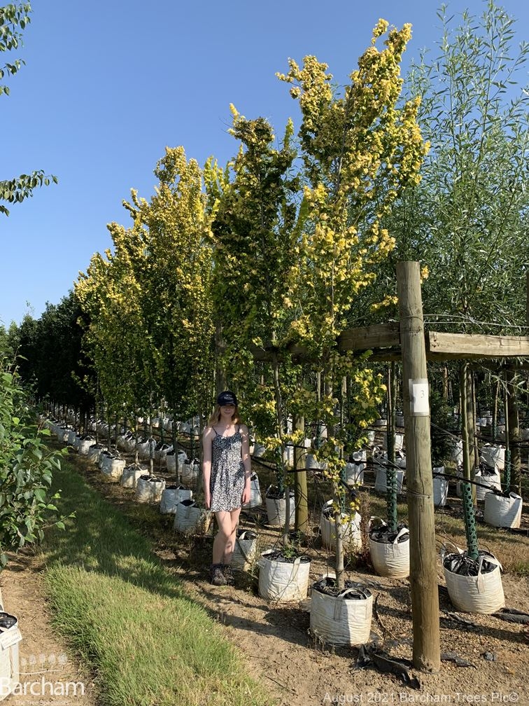 Ulmus carpinifolia Wredei Aurea