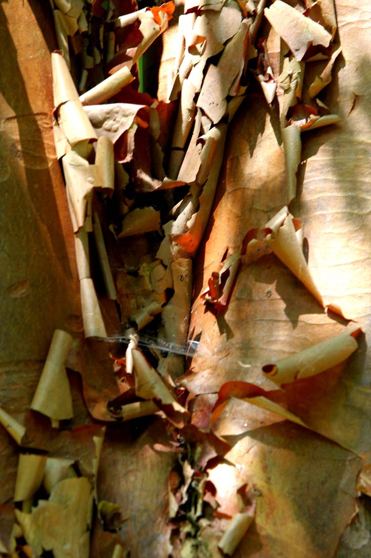 The peeling bark of Betula nigra Multi-stem