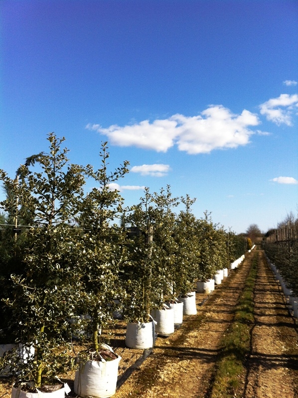 Ilex aquifolium Argentea Marginata