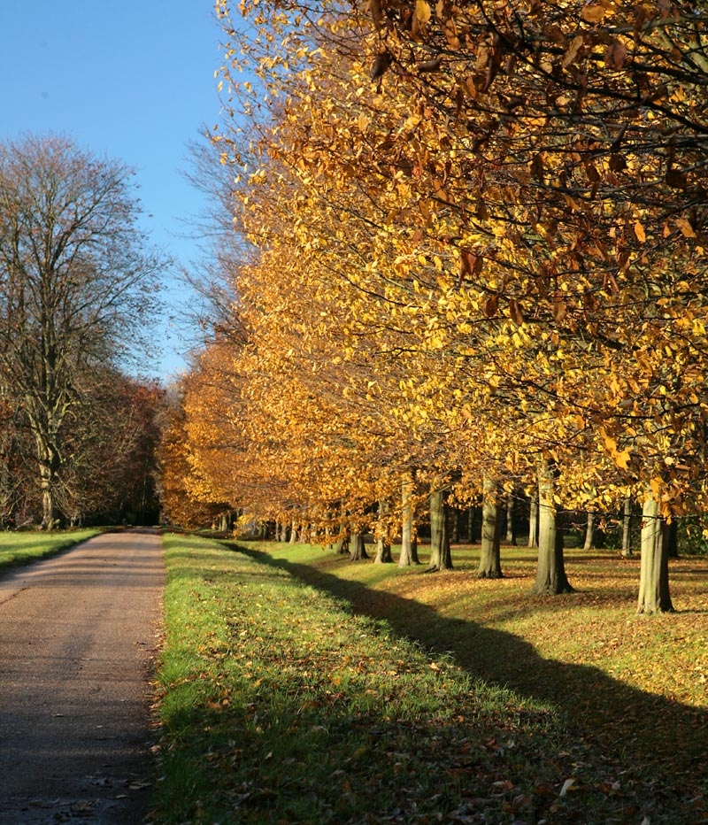 mature avenue of Carpinus betulus