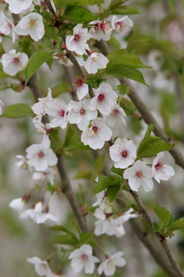 the flowers of Prunus Umineko