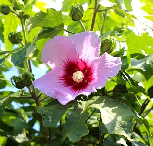 The pink flower of Hibiscus Resi