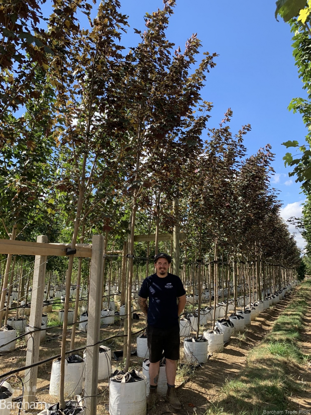 Acer pseudoplatanus Spaethii