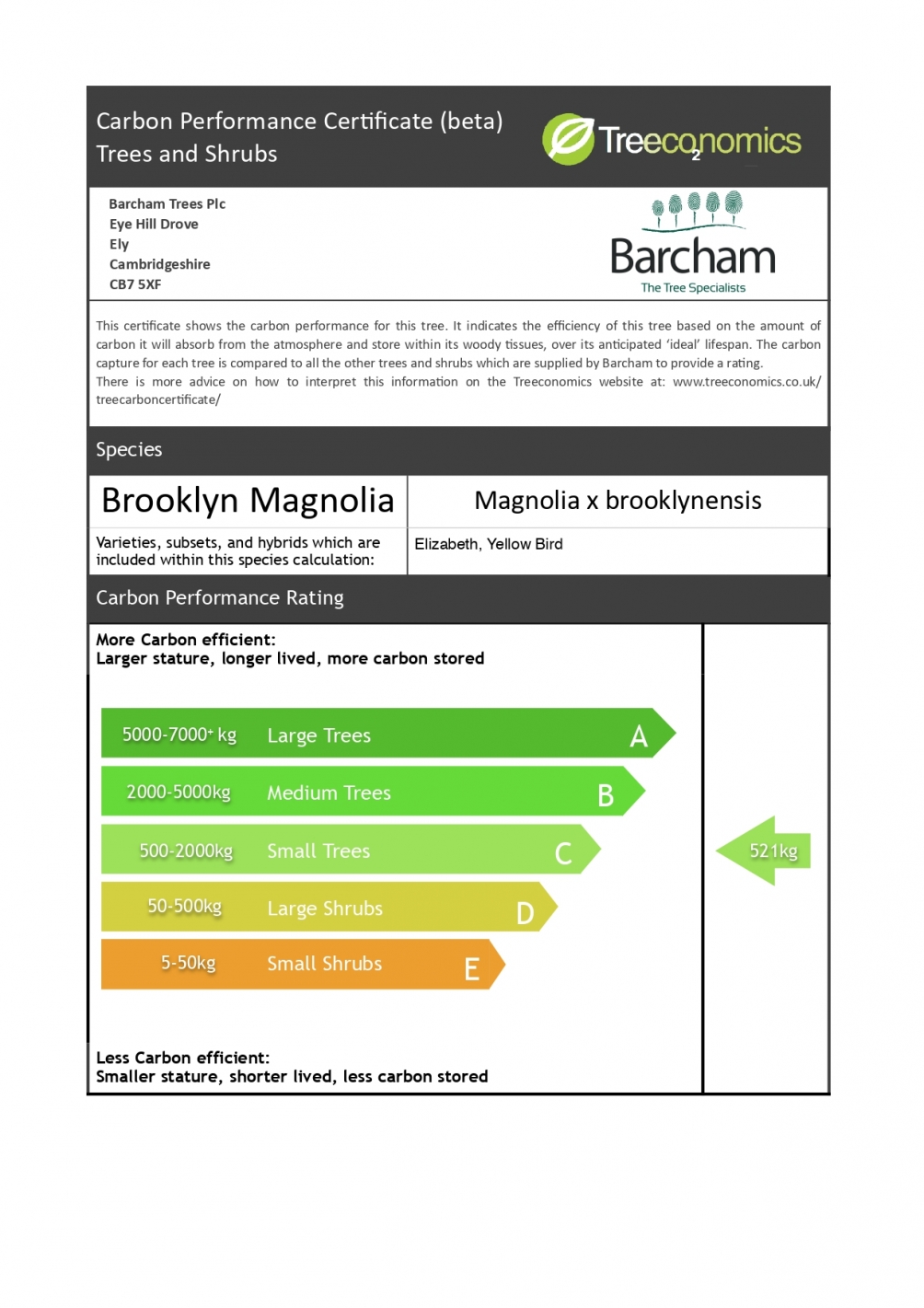 Magnolia x brooklynensis Elizabeth