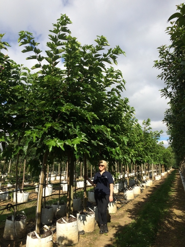 Morus alba Fruitless in summer on the barcham Trees nursery