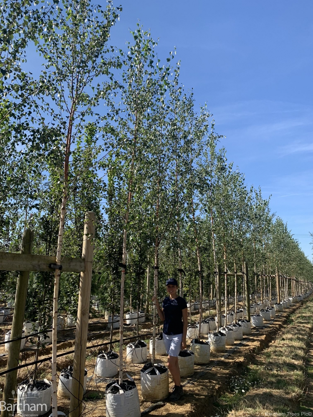 Betula pendula Zwisters Glory