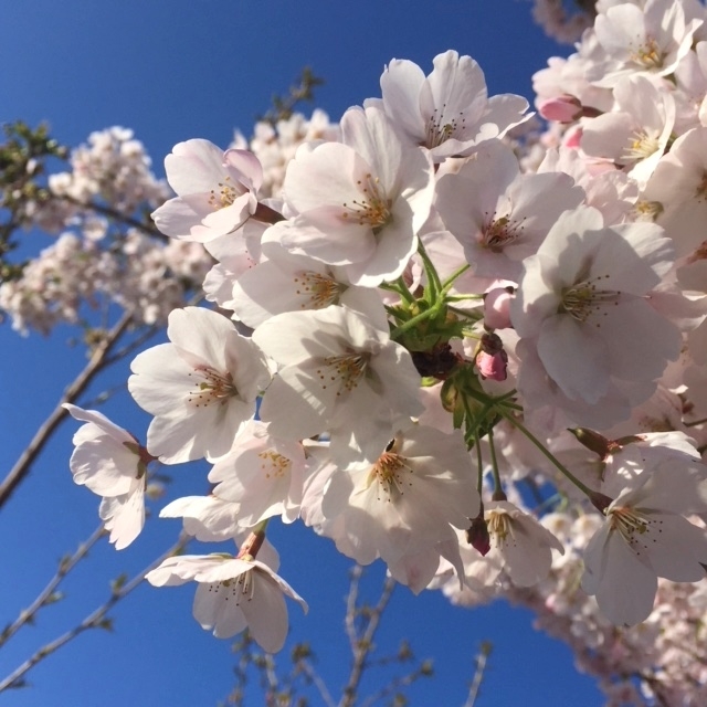 The beautiful abundant flowers of Prunus Yedoensis