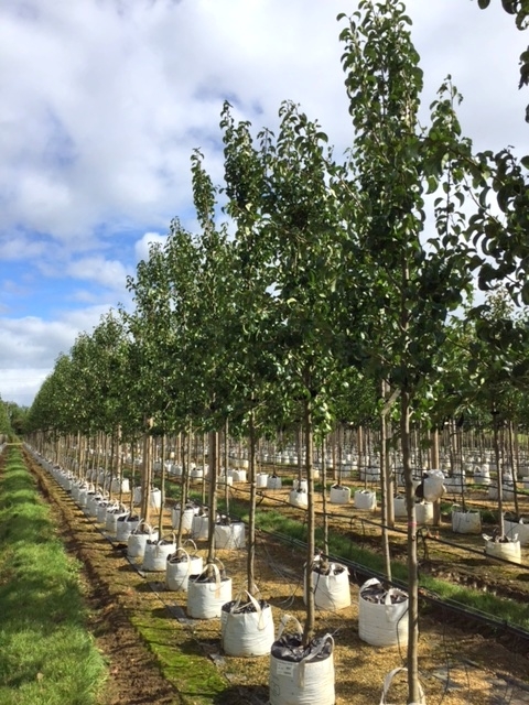 Pyrus Beurre Hardy at barcham trees