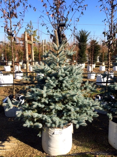 Barcham pro trees