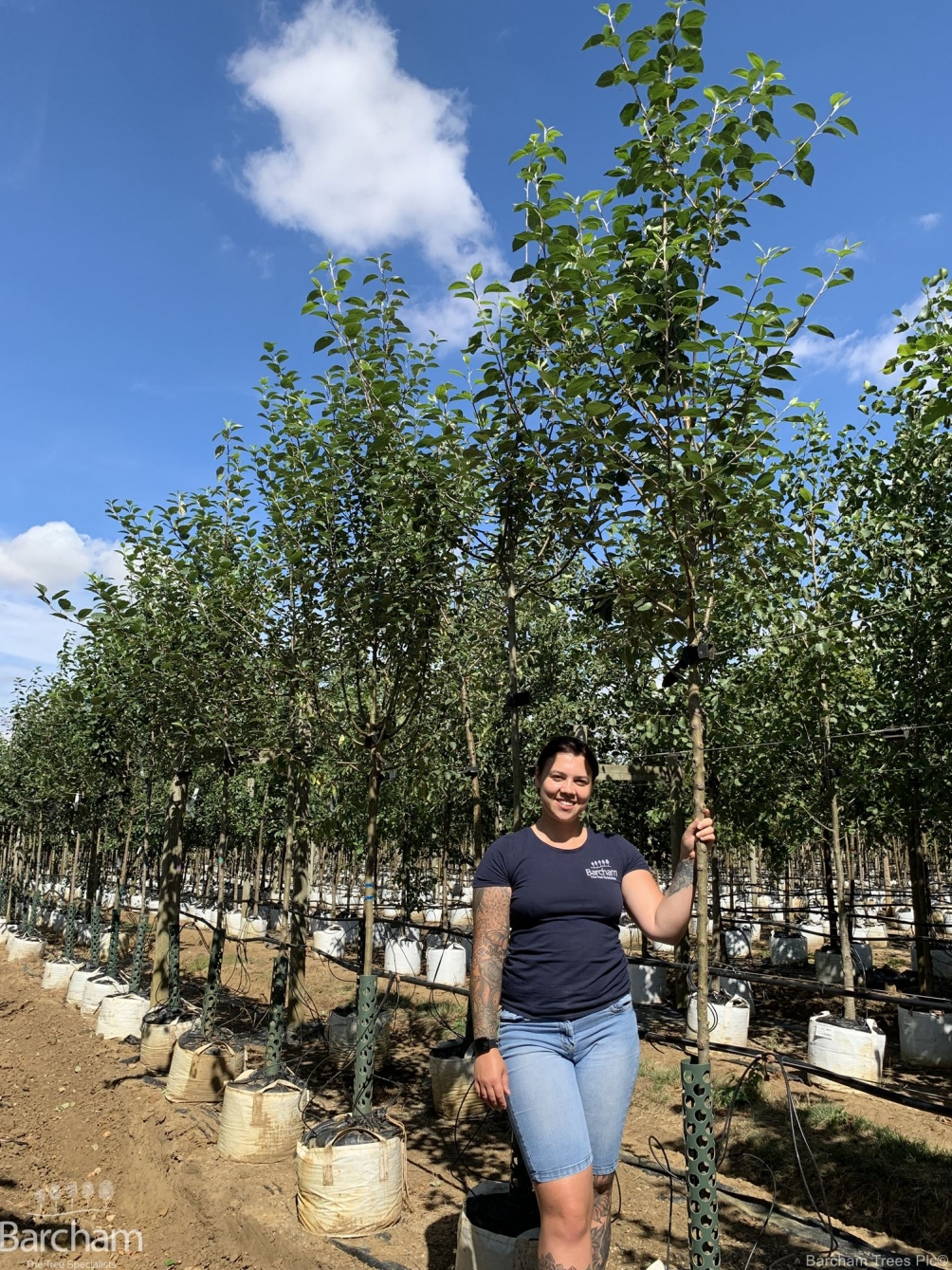 Malus Sylvestris