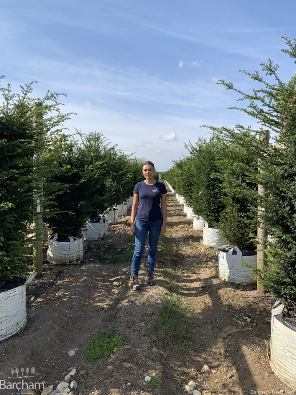 Taxus baccata
