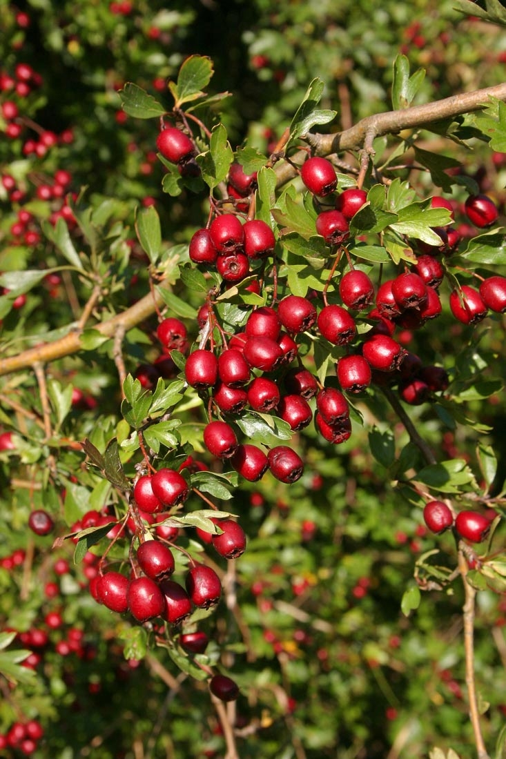 The bright red fruits of Crataegus monogyna in detail