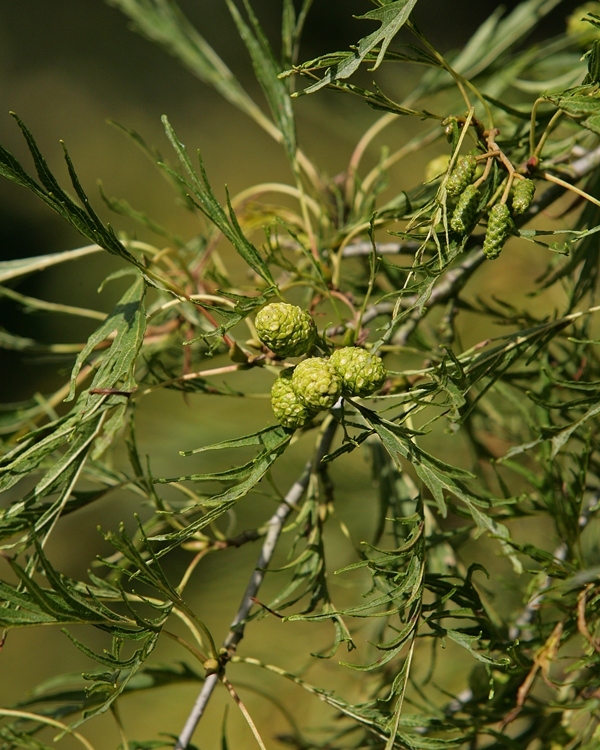 Alnus glutinosa Imperialis female catkins