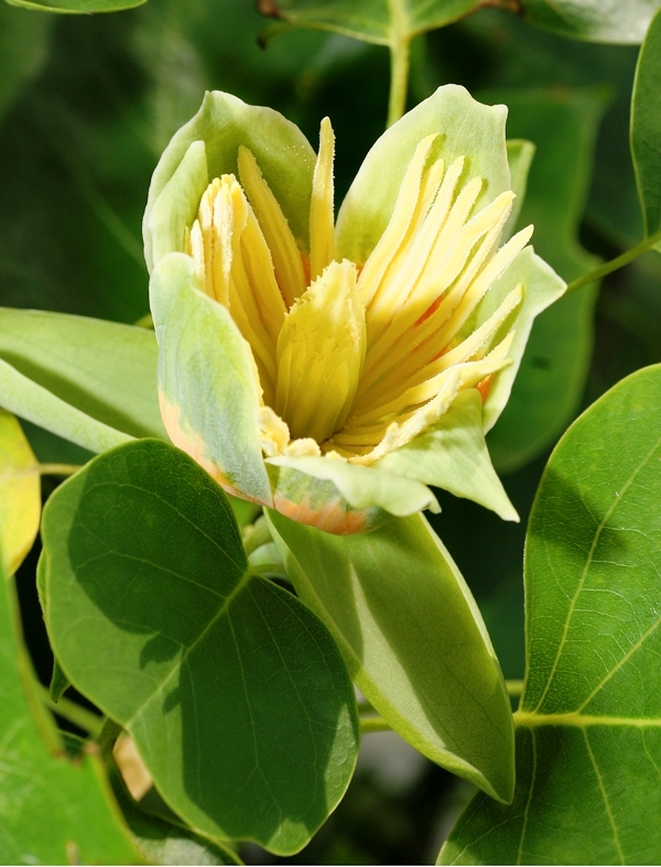 The tulip like flower of  Liriodendron tulipifera