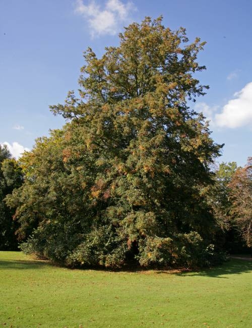 Mature Tilia platyphyllos