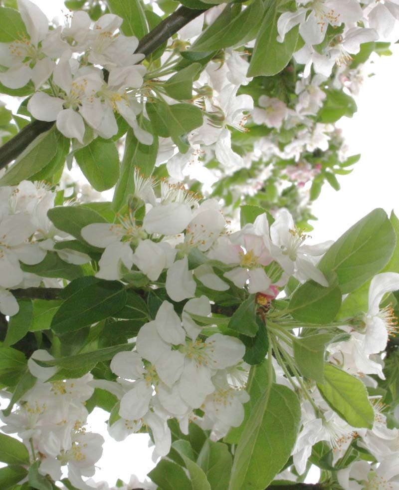 the blossom of Malus Golden Hornet