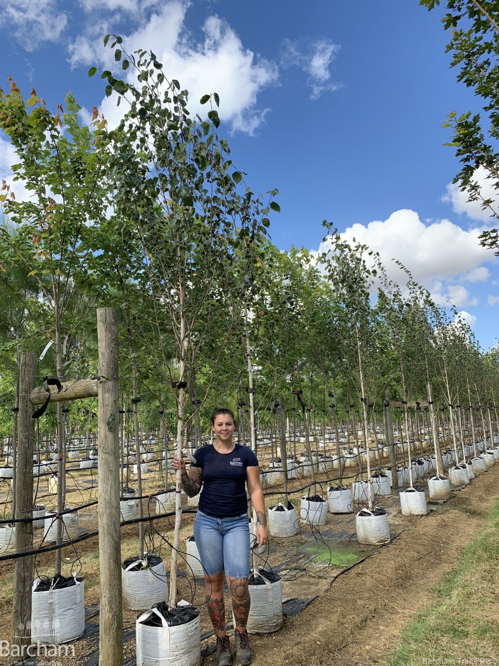 Betula utilis Jacquemontii Doorenbos