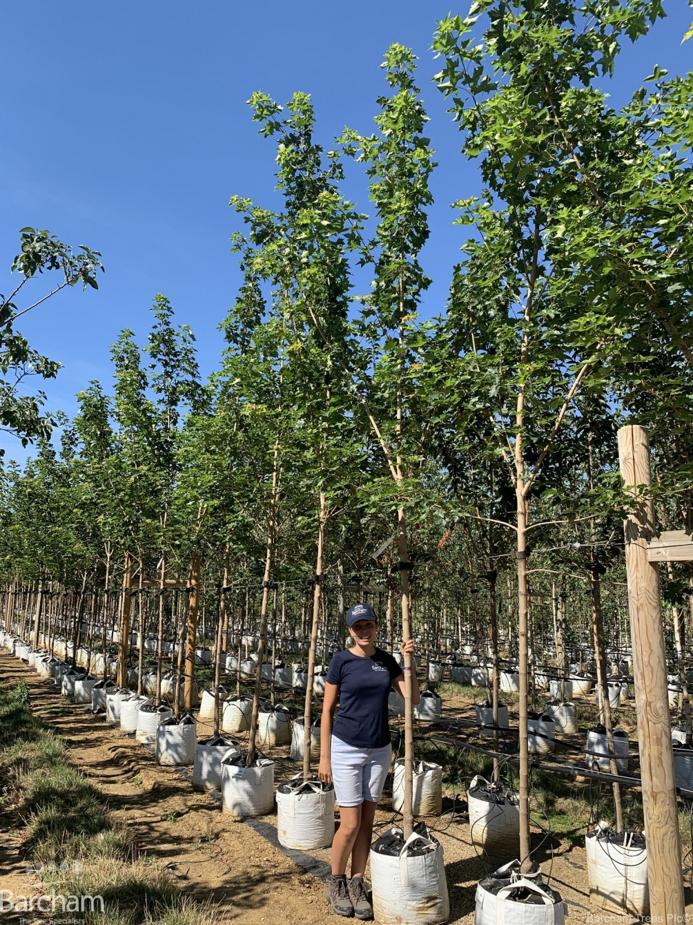 Acer platanoides Pacific Sunset