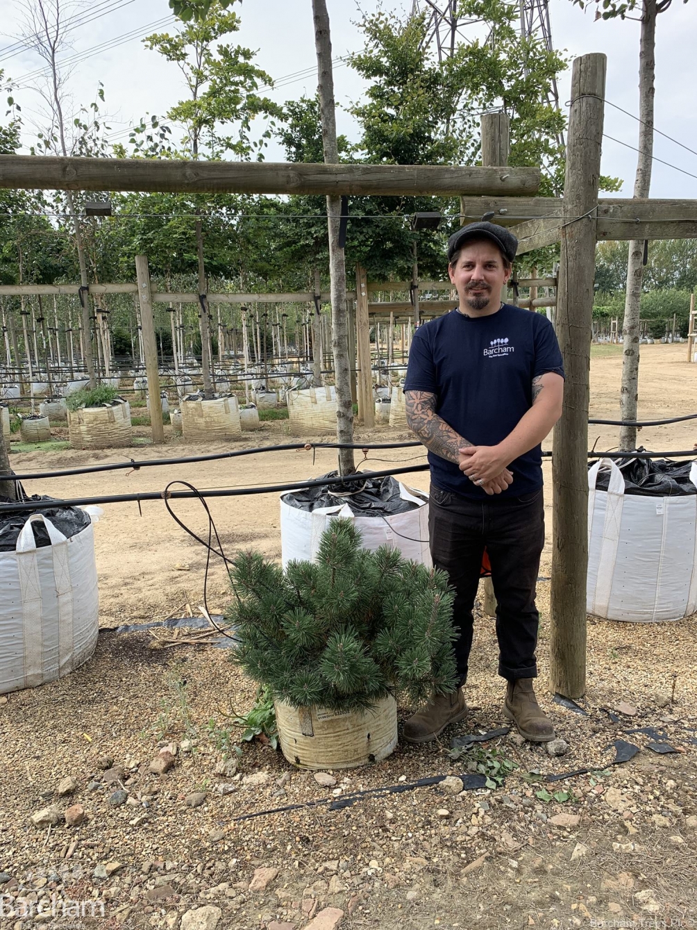 Pinus Mugo Mops