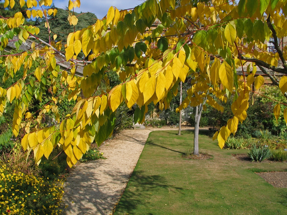 autumn foliage of Gymnocladus dioica