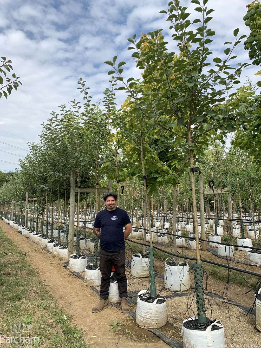 Malus Bramley Seedling