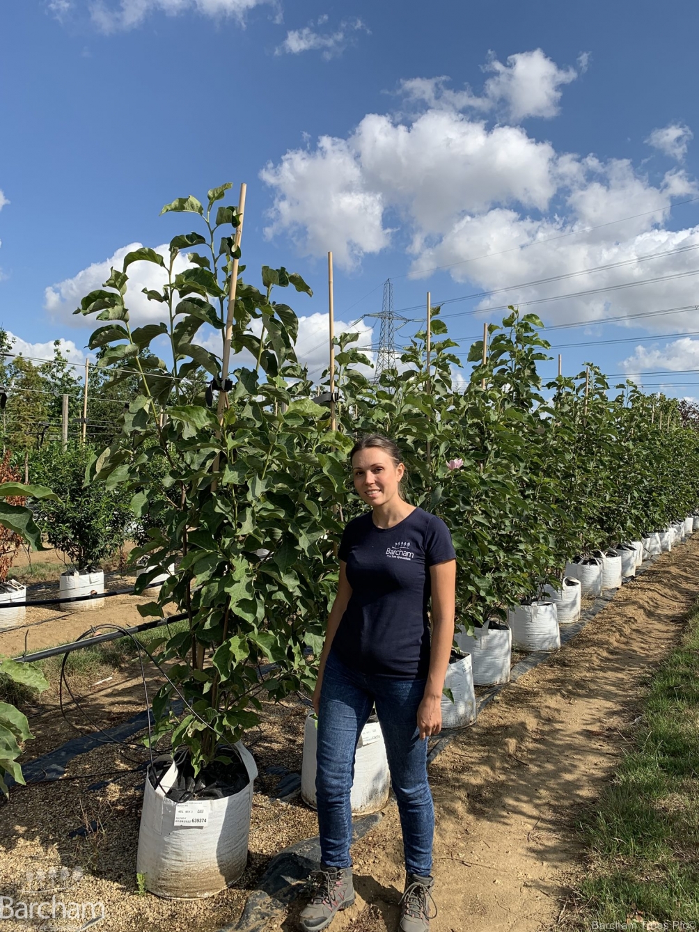 Magnolia Heaven Scent multi-stem