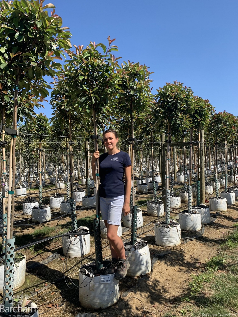 Photinia fraseri Red Robin