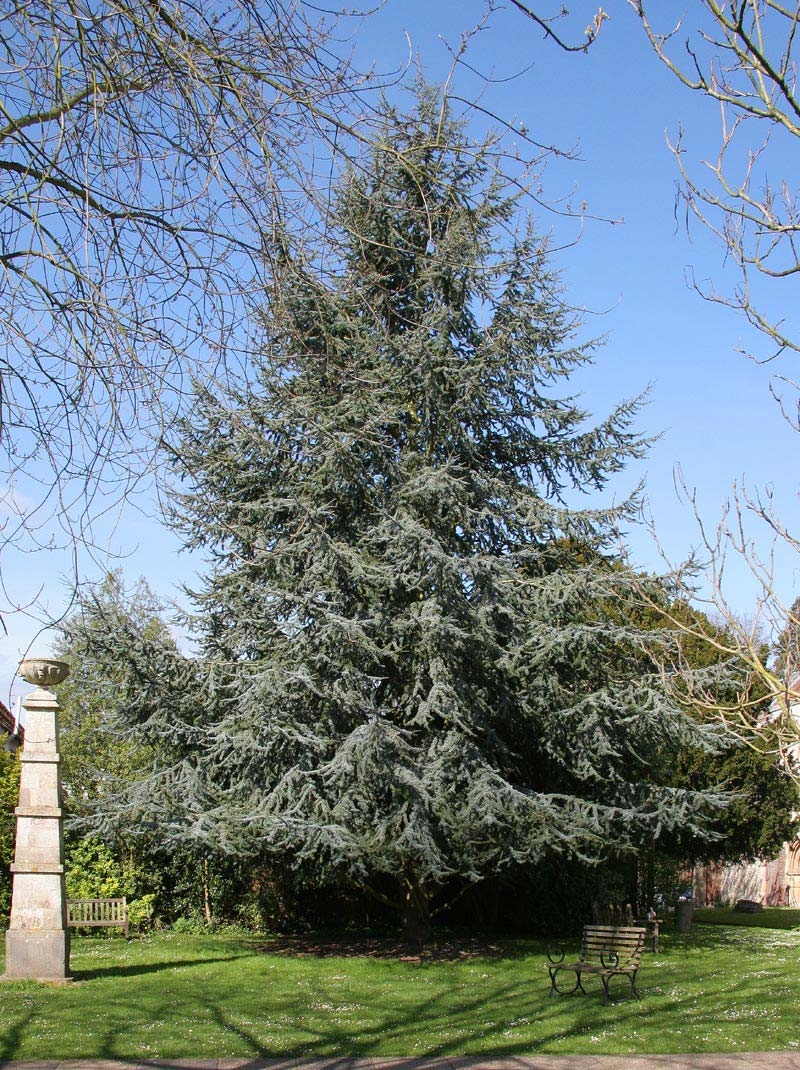 Mature Cedrus atlantica Glauca