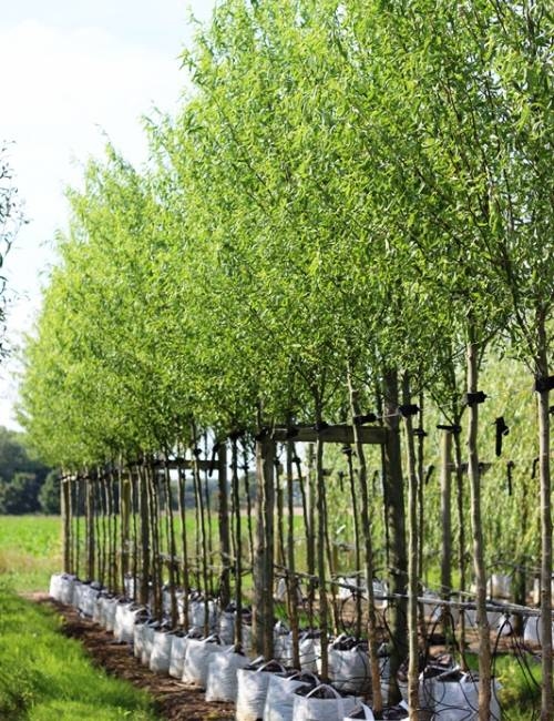 Row of Salix matsudana Tortuosa at Barcham Trees nursery