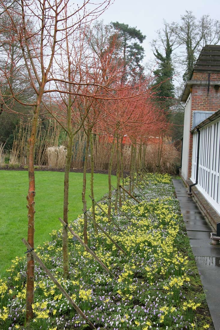 Tilia cordata Winter Orange in the winter with no foliage showing the stems