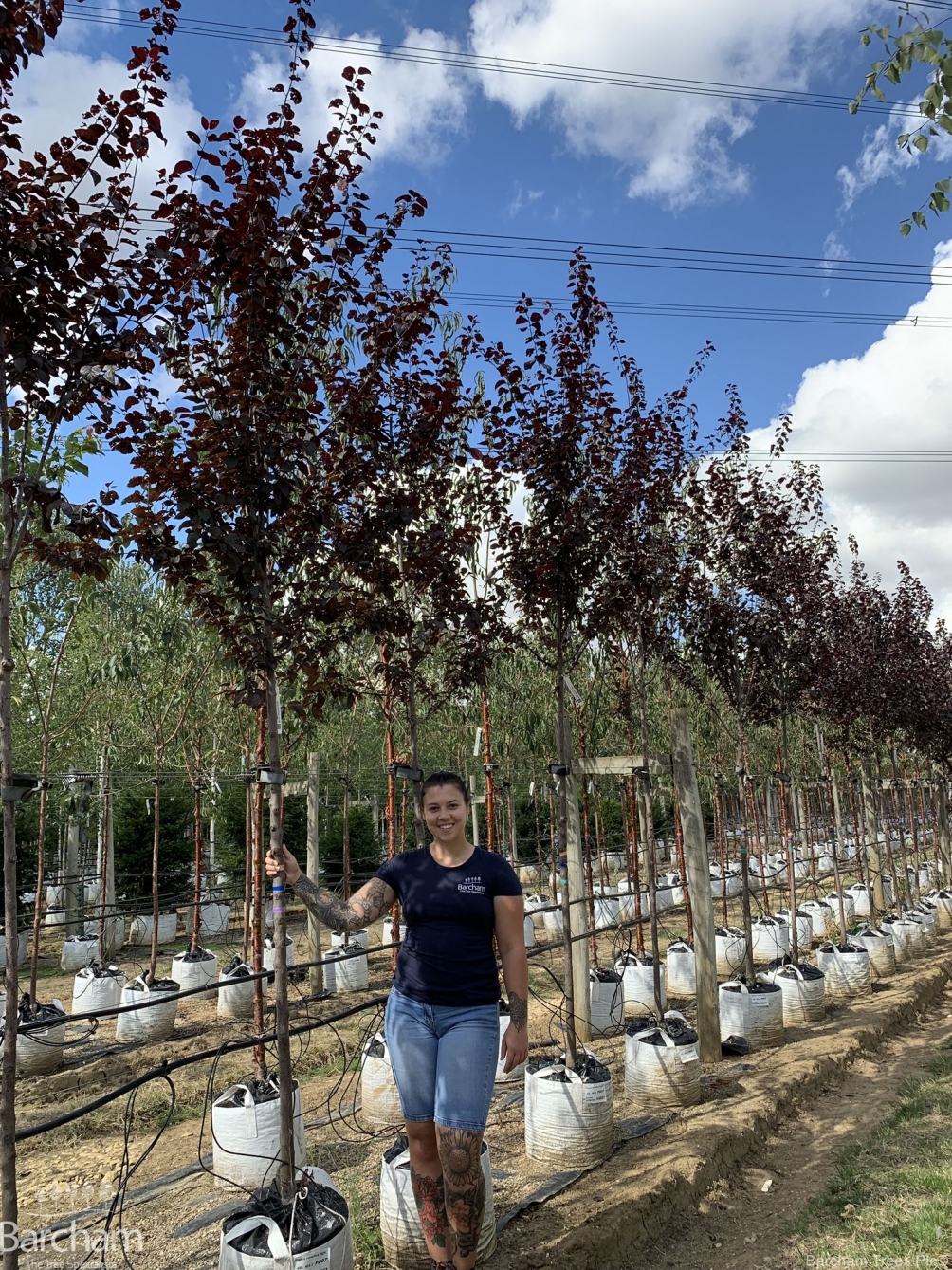 Prunus cerasifera Nigra