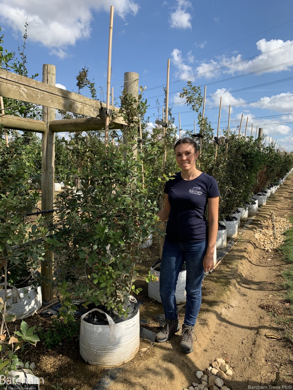 Quercus Ilex multi-stem