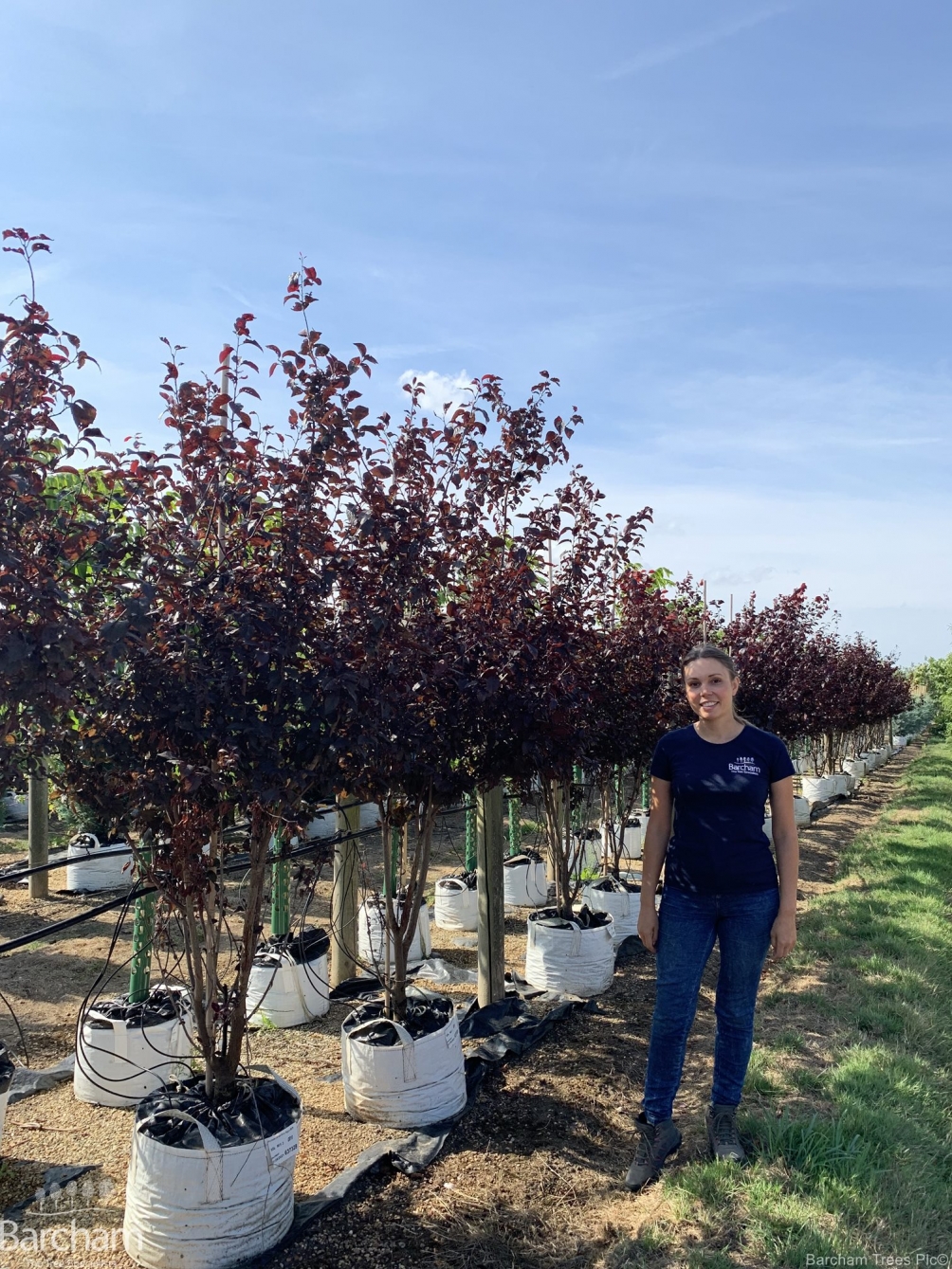 Prunus cerasifera Nigra Multi-stem