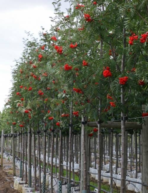 Row of Sorbus aucuparia Sheerwater Seedling at BarchamTrees