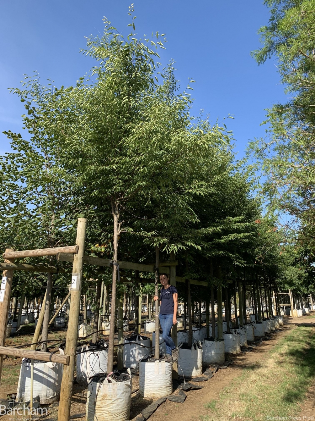 Zelkova serrata Green Vase