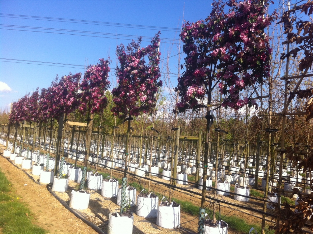 pleached Malus Rudolph