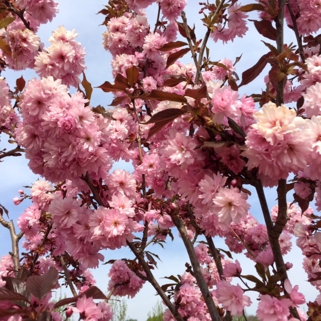 the flowers of Prunus Royal Burgundy
