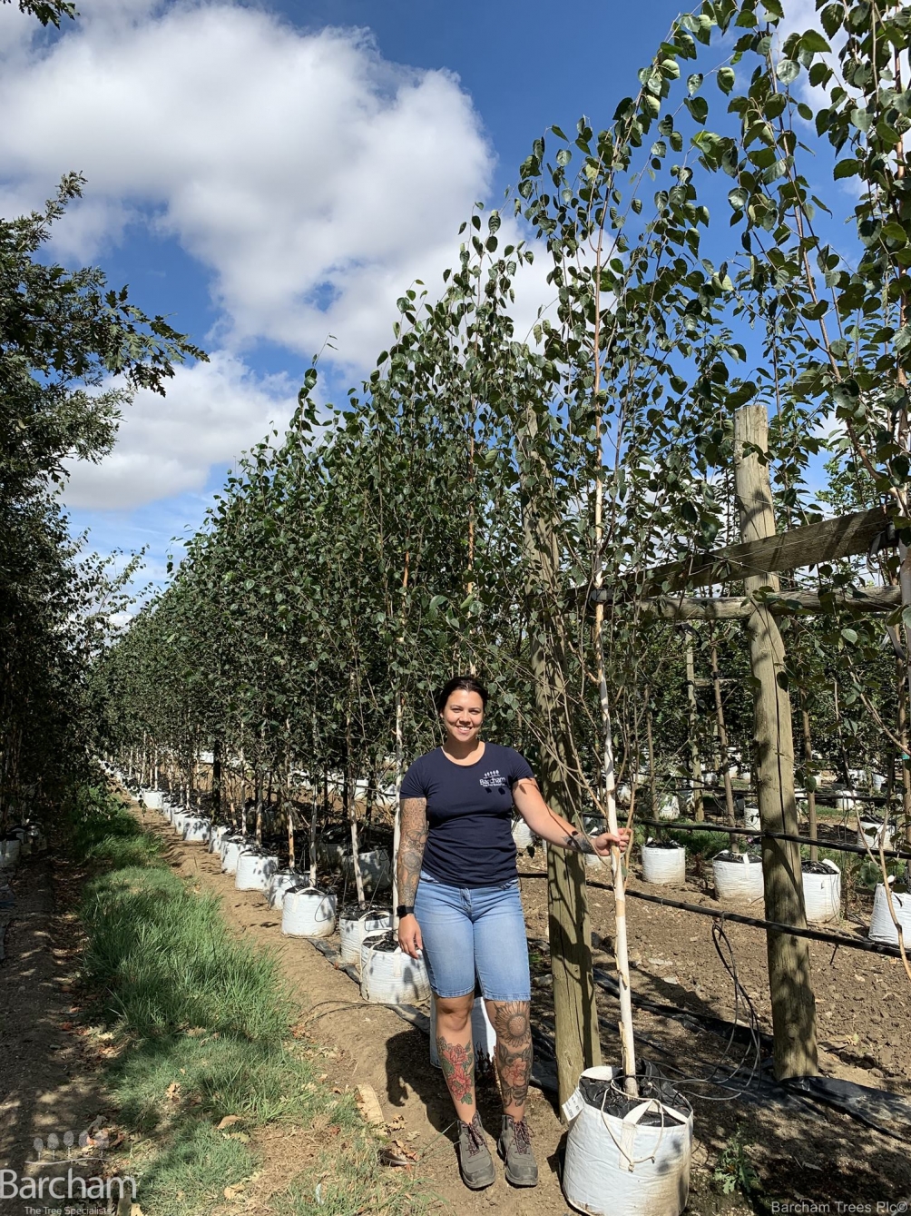 Betula utilis Jacquemontii Doorenbos
