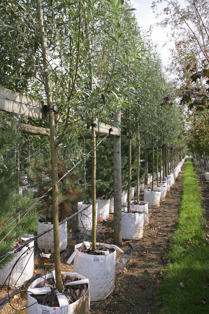 Row of Salix alba on Barcham Trees nursery