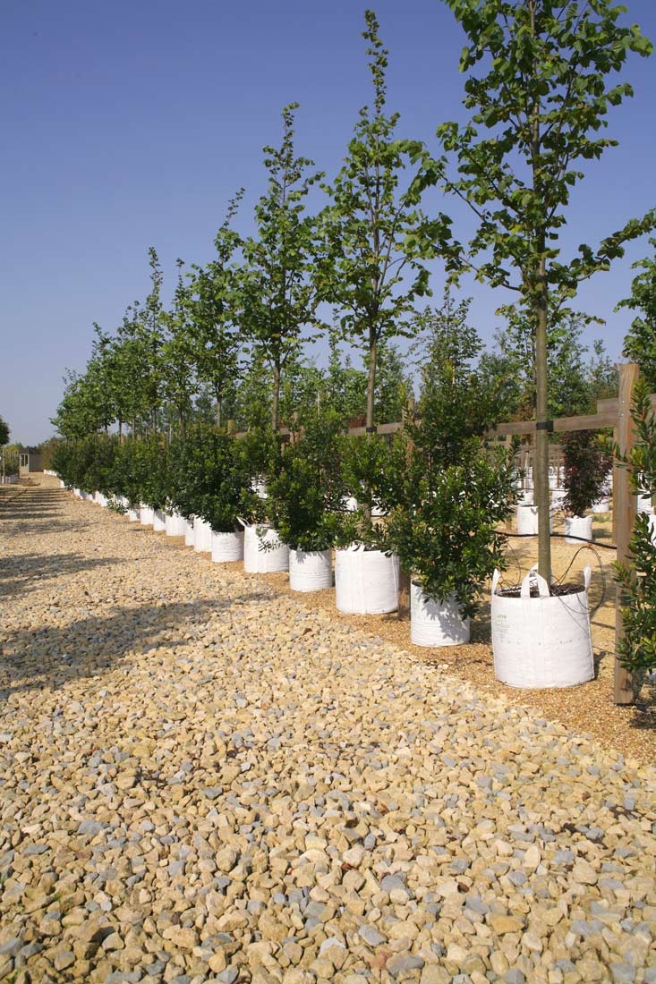 Row of Tilia x europaea Pallida on Barcham Trees nursery