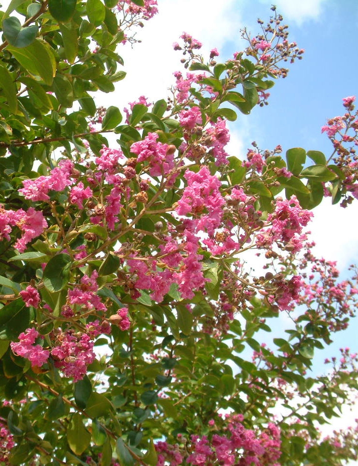 The pink flowers of Lagerstroemia indica Violacea