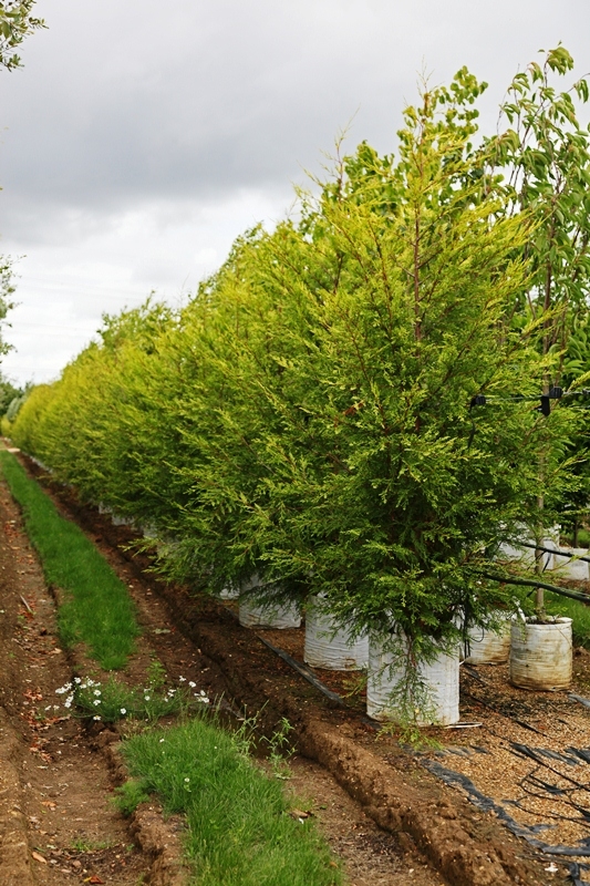 Cupressocyparis leylandii Castlewellan