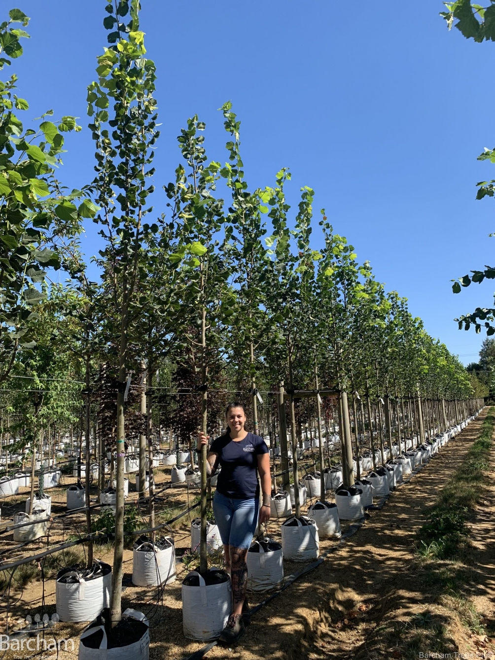 Tilia platyphyllos