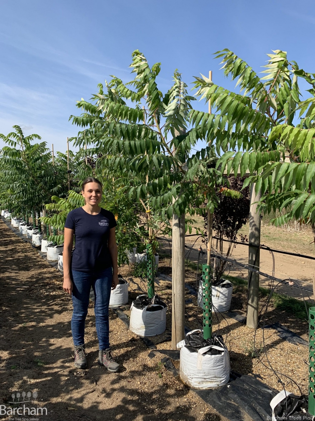 Rhus typhina