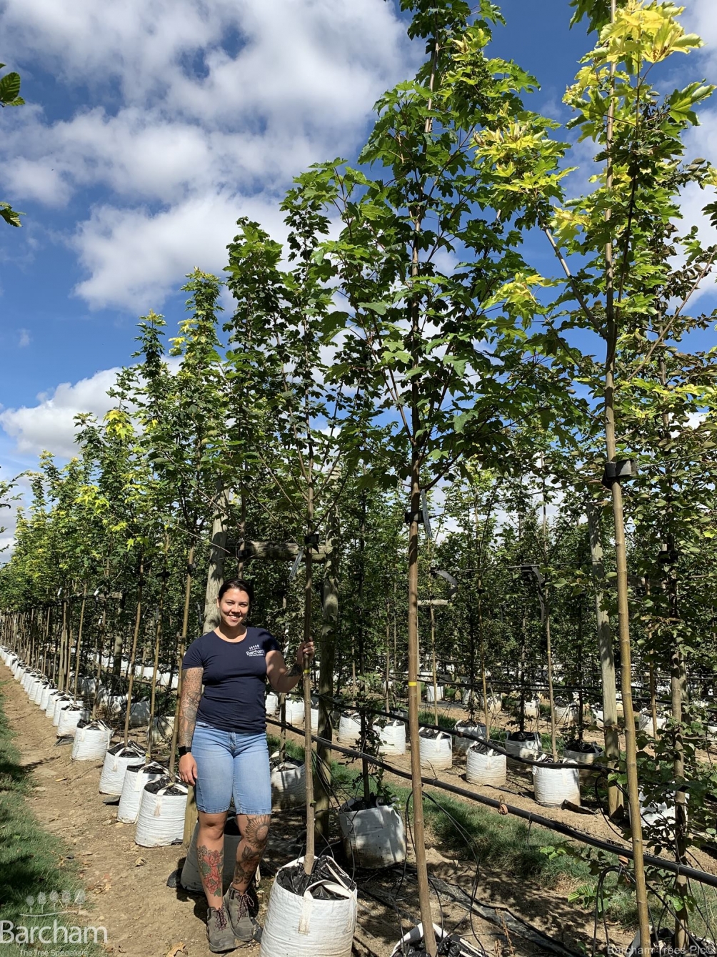 Acer pseudoplatanus