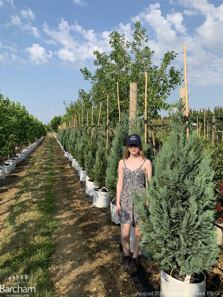 Chamaecyparis lawsoniana Columnaris Glauca
