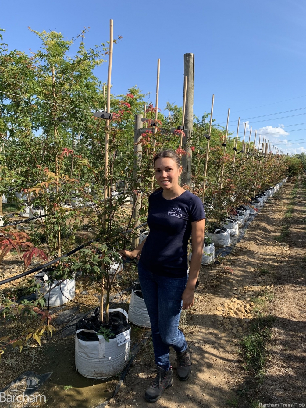 Acer palmatum Osakazuki multi-stem