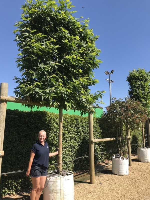 Platanus orientalis Minaret pleached to scale on thr barcham nursery